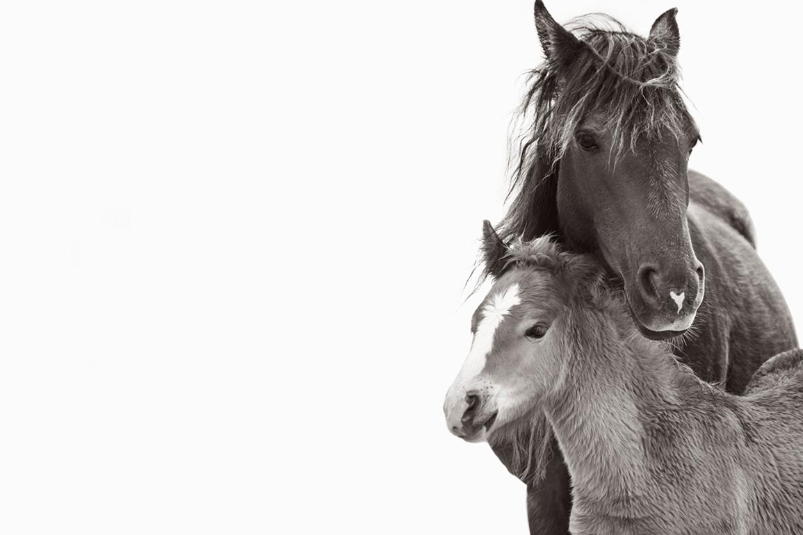 Dos caballos salvajes, madre y potro, minimalista, calmante, horizontal, ecuestre