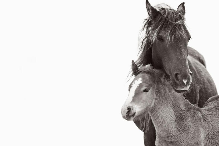Drew Doggett Black and White Photograph - Two Wild Horses, Mother and Foal, Minimal, Calming, Horizontal, Equestrian