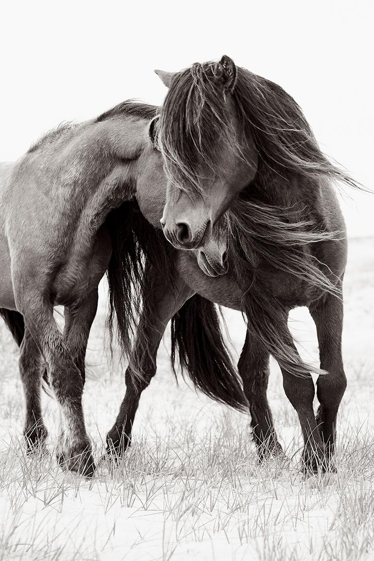 Drew Doggett Black and White Photograph - Two Wild Horses on Sable Island Nuzzling, Calming, Vertical, Ethereal