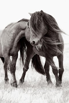 Two Wild Horses on Sable Island Nuzzling, Calming, Vertical, Ethereal