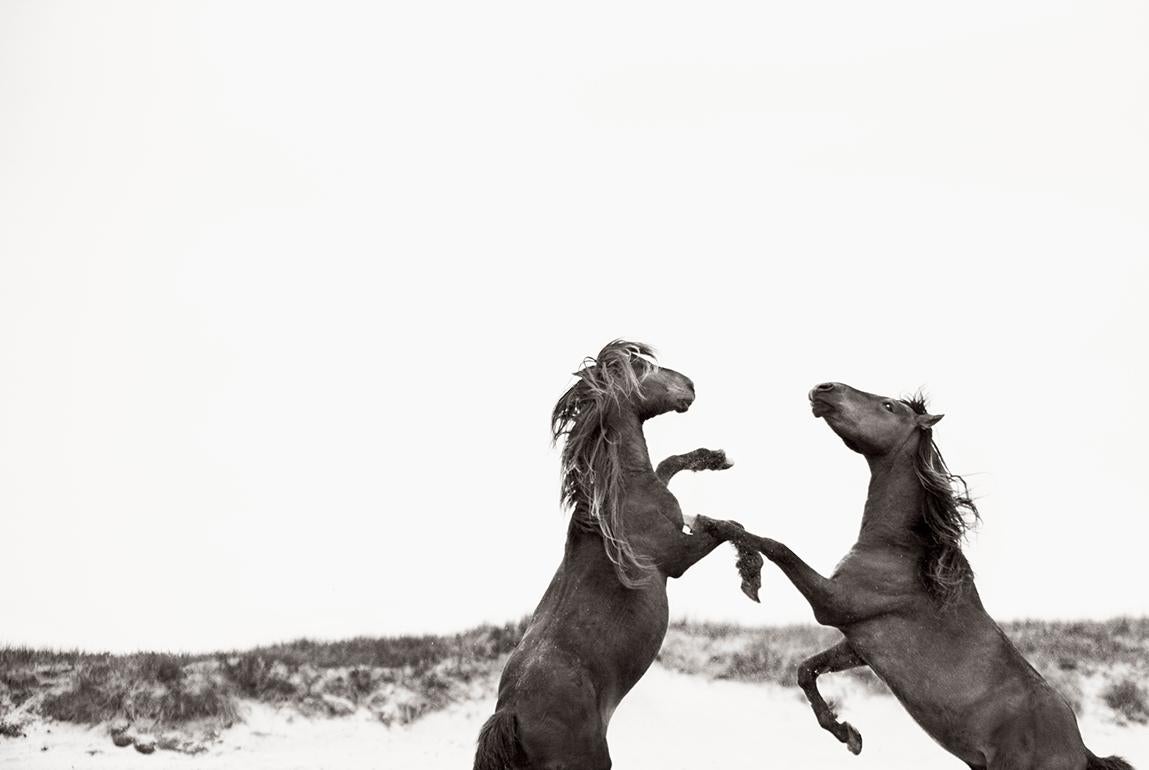 Drew Doggett Black and White Photograph - Two Wild Horses Rearing Up on Sable Island, Equestrian, Iconic Photograph