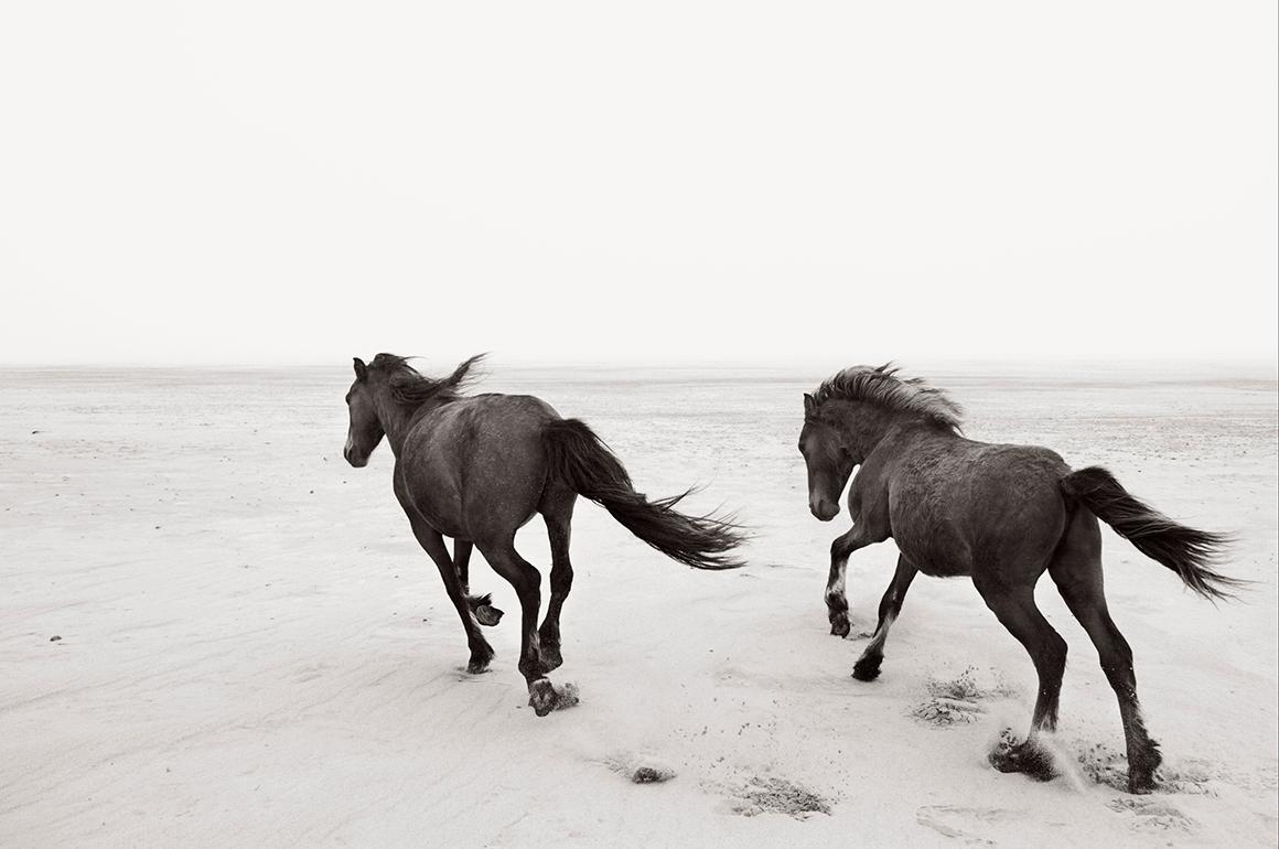 Drew Doggett Portrait Photograph - Two Wild Horses Running on the Beach, Minimalist, Horizontal, Equestrian