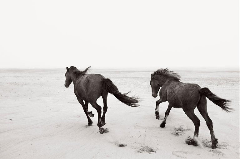 Drew Doggett Black and White Photograph - Two Wild Horses Running on the Beach, Minimalist, Horizontal, Equestrian