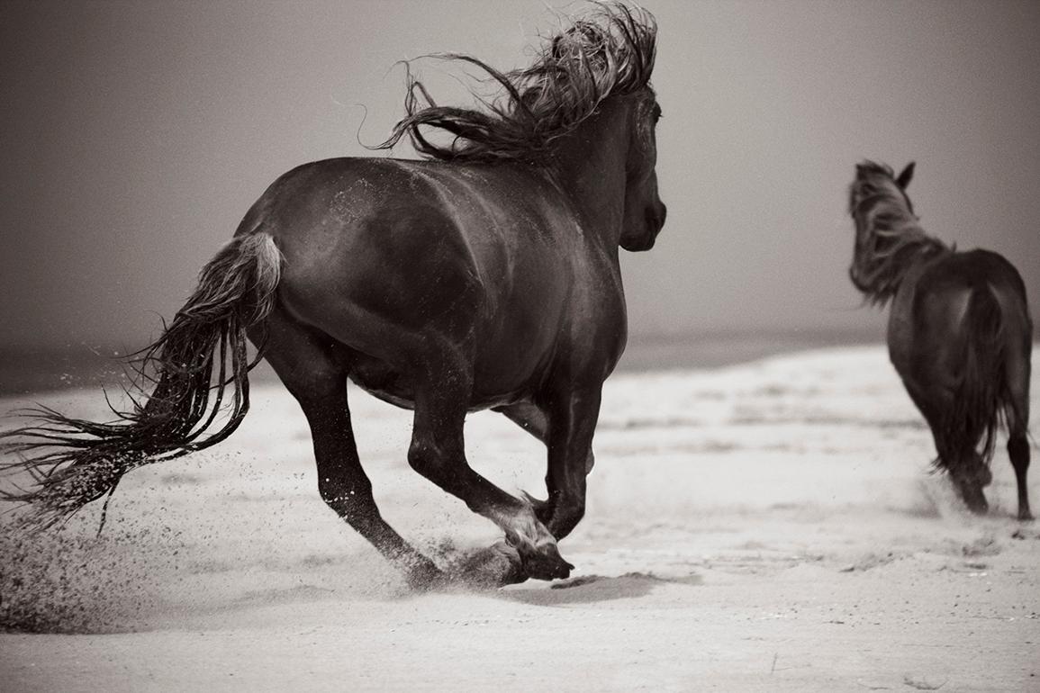 Drew Doggett Black and White Photograph – Zwei wilde Pferde, die am Strand von Sable Island laufen, Horizontal, Reitsport