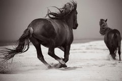 Two Wild Horses Running on the Beach of Sable Island, Horizontal, Equestrian