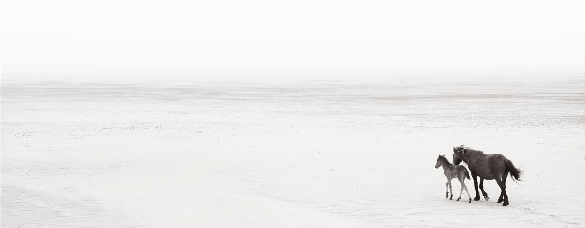 Drew Doggett Black and White Photograph - Two Wild Horses Walk on the Beach, Calming, Equestrian