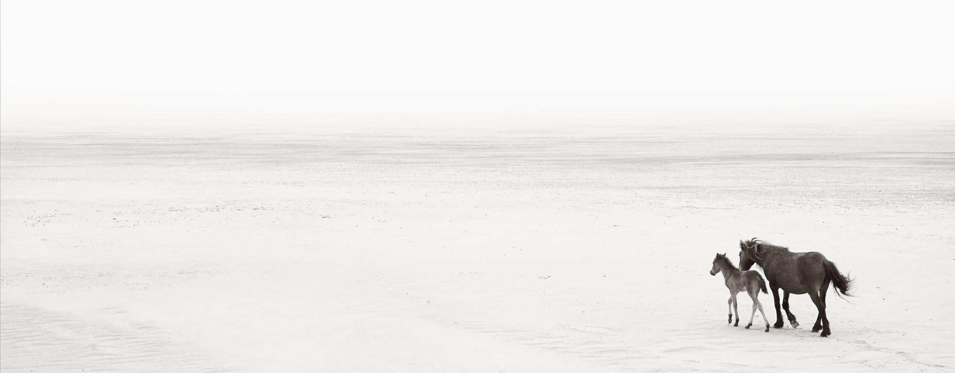 Drew Doggett Black and White Photograph – Zwei Wildpferde am Strand, Kalbsleder, Reiter