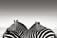 Zwei Zebras vor einem minimalistischen Hintergrund, Design-inspiriert