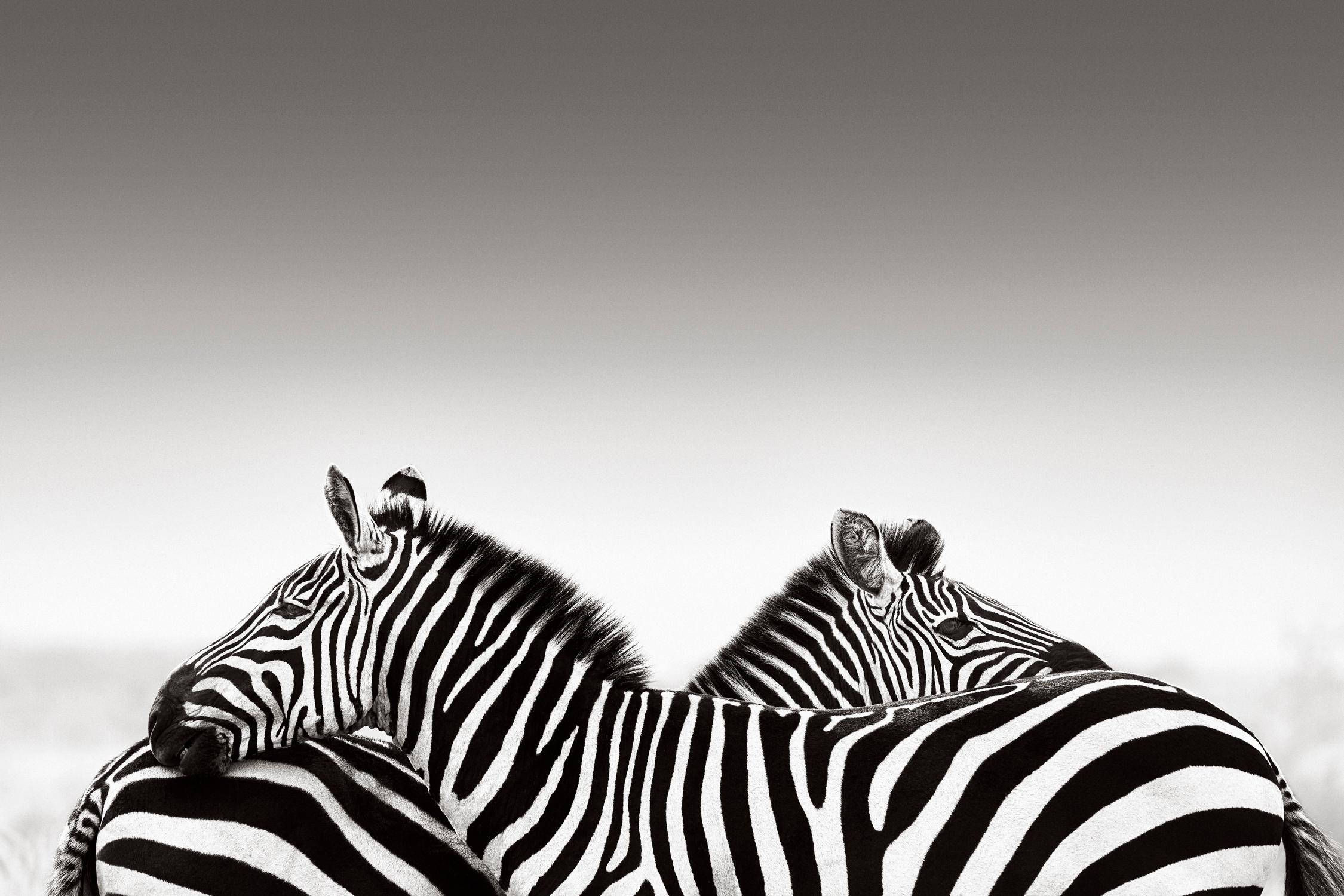 Drew Doggett Black and White Photograph – Zwei Zebras vor einem minimalistischen Hintergrund, Design-inspiriert