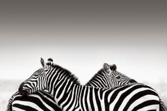 Two Zebras Against a Minimal Backdrop, Design-Inspired