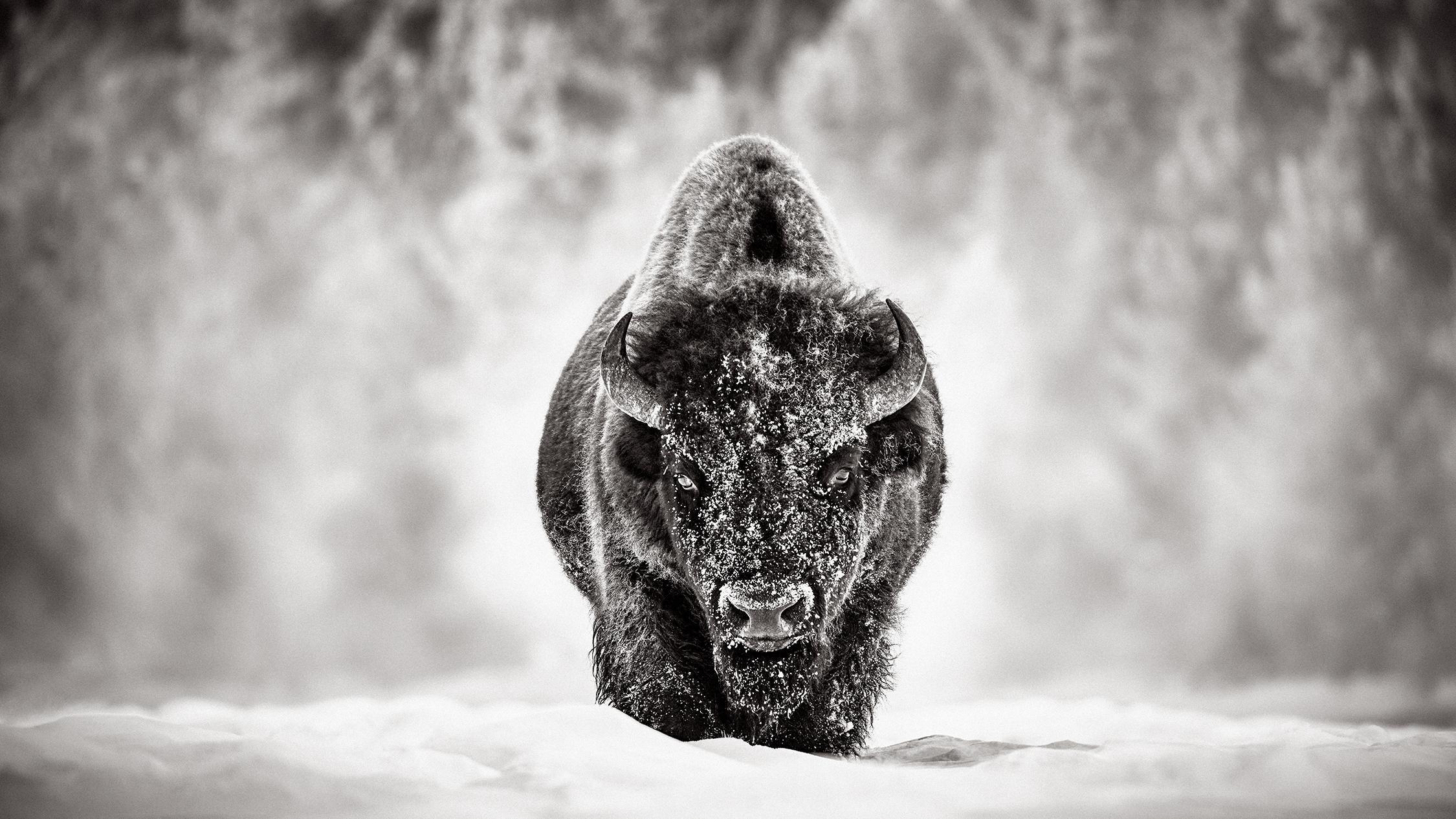 Drew Doggett Black and White Photograph – Un unglaubliches Porträt eines Bisons im Schnee im Yellowstone-Nationalpark 