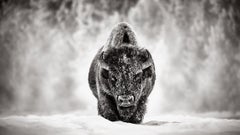 Un unglaubliches Porträt eines Bisons im Schnee im Yellowstone-Nationalpark 