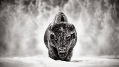 Unbelievable Portrait of a Bison in the Snow in Yellowstone National Park