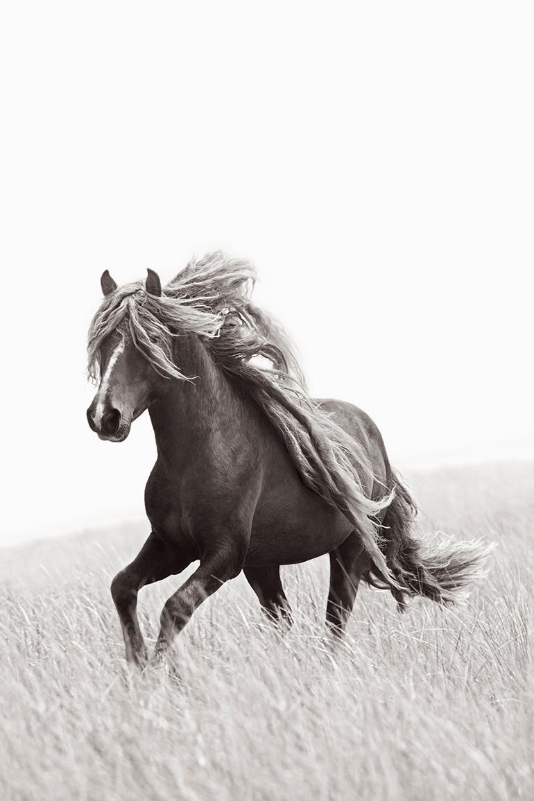 Drew Doggett Portrait Photograph - Unbelievable Wild Horse With Beautiful Mane, Iconic, Vertical