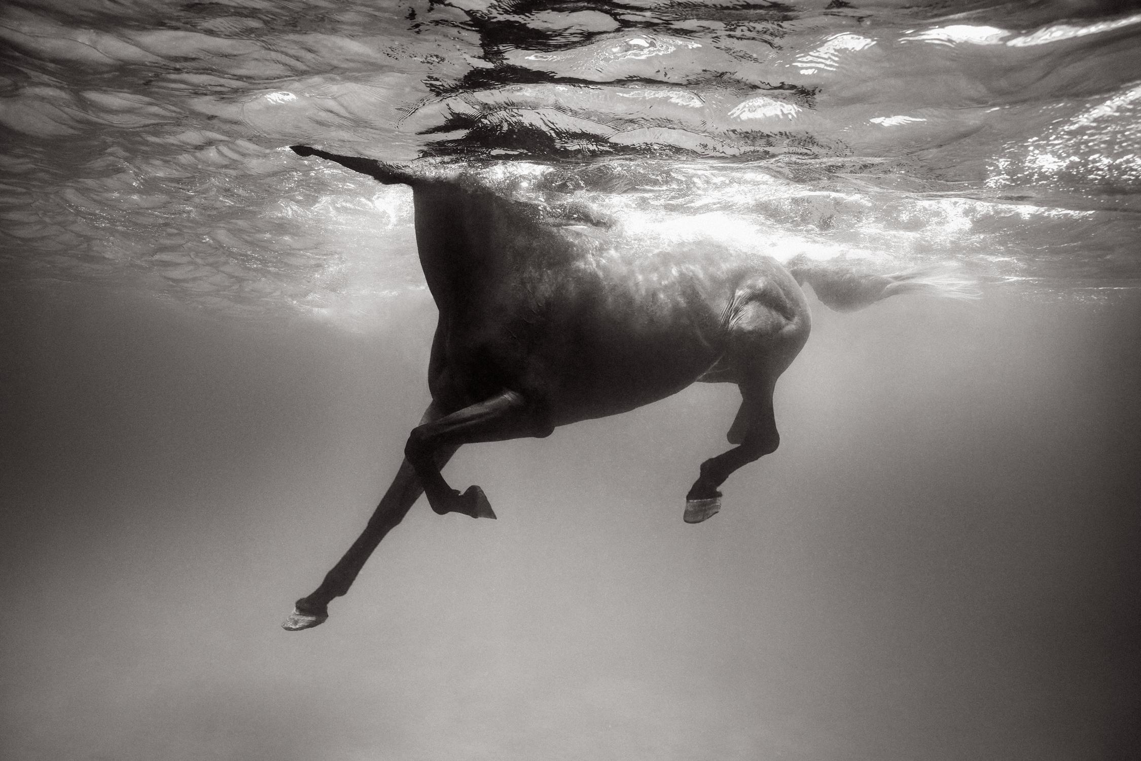 Drew Doggett Black and White Photograph – Unterwasserbild eines dunklen Pferdes, Otherworldly, Design-inspiriert, Reiter