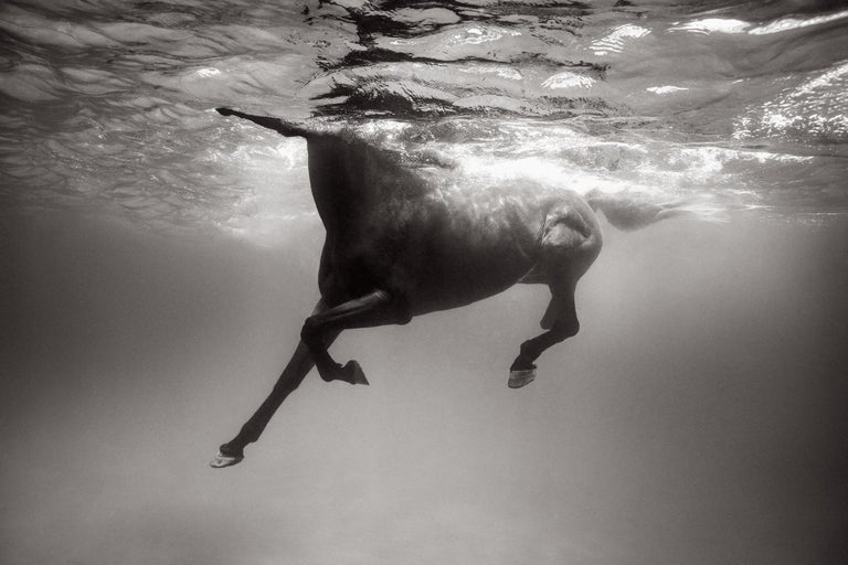 Drew Doggett Underwater Image of a Dark Horse, Otherworldly, Design