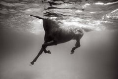 Image sous-marine d'un cheval sombre, d'un autre monde, inspirée par le design, équestre