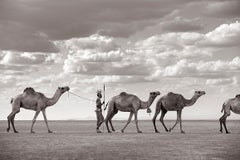 Warrior in Kenya Leading Camels Across Desert, Horizontal, Iconic
