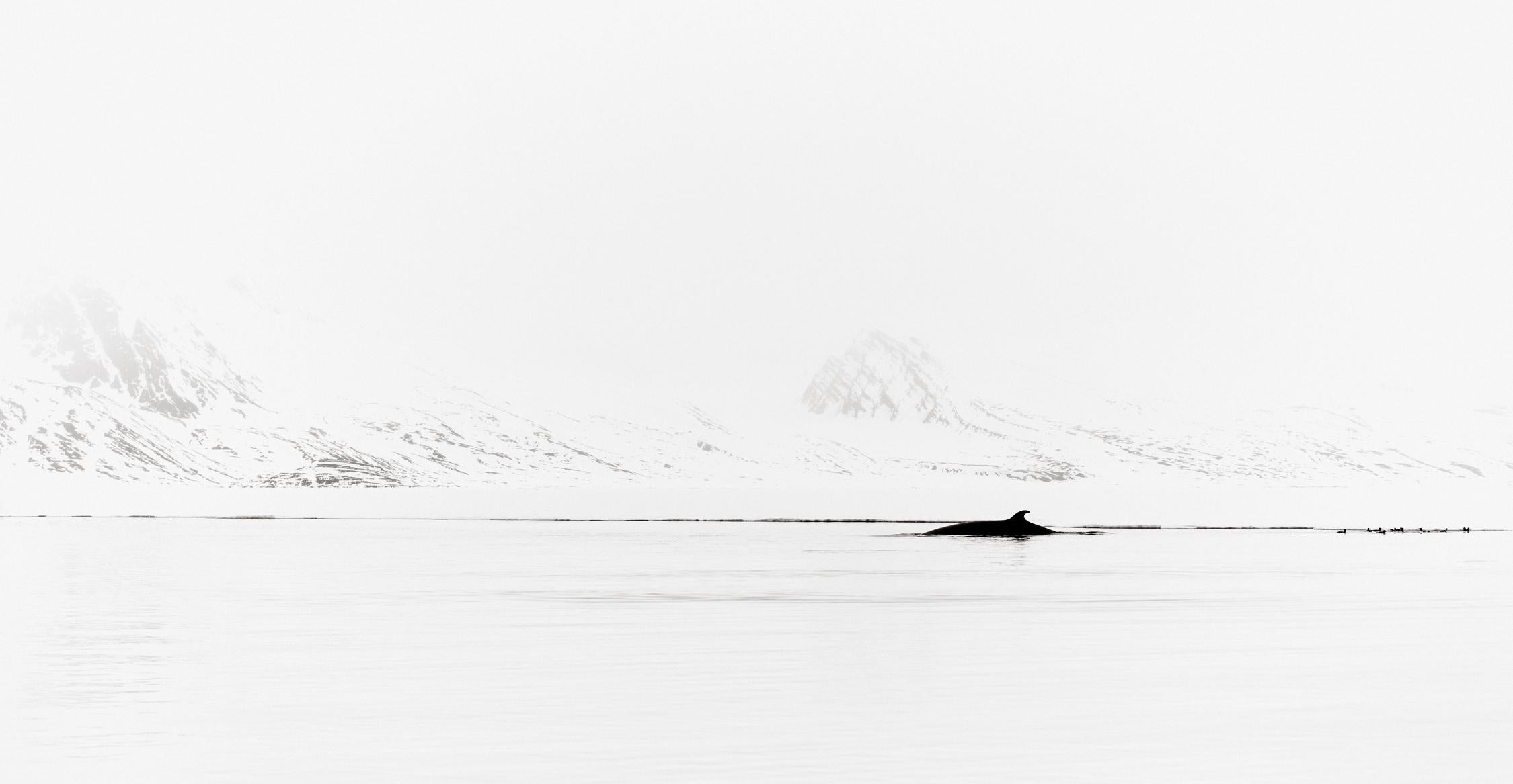 Drew Doggett Black and White Photograph - Whale Surfacing with Epic Backdrop of the Arctic