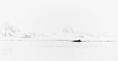 Whale Surfacing with Epic Backdrop of the Arctic