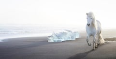 Weißes weißes Pferd, das am schwarzen Sandstrand läuft, Island, ätherisch