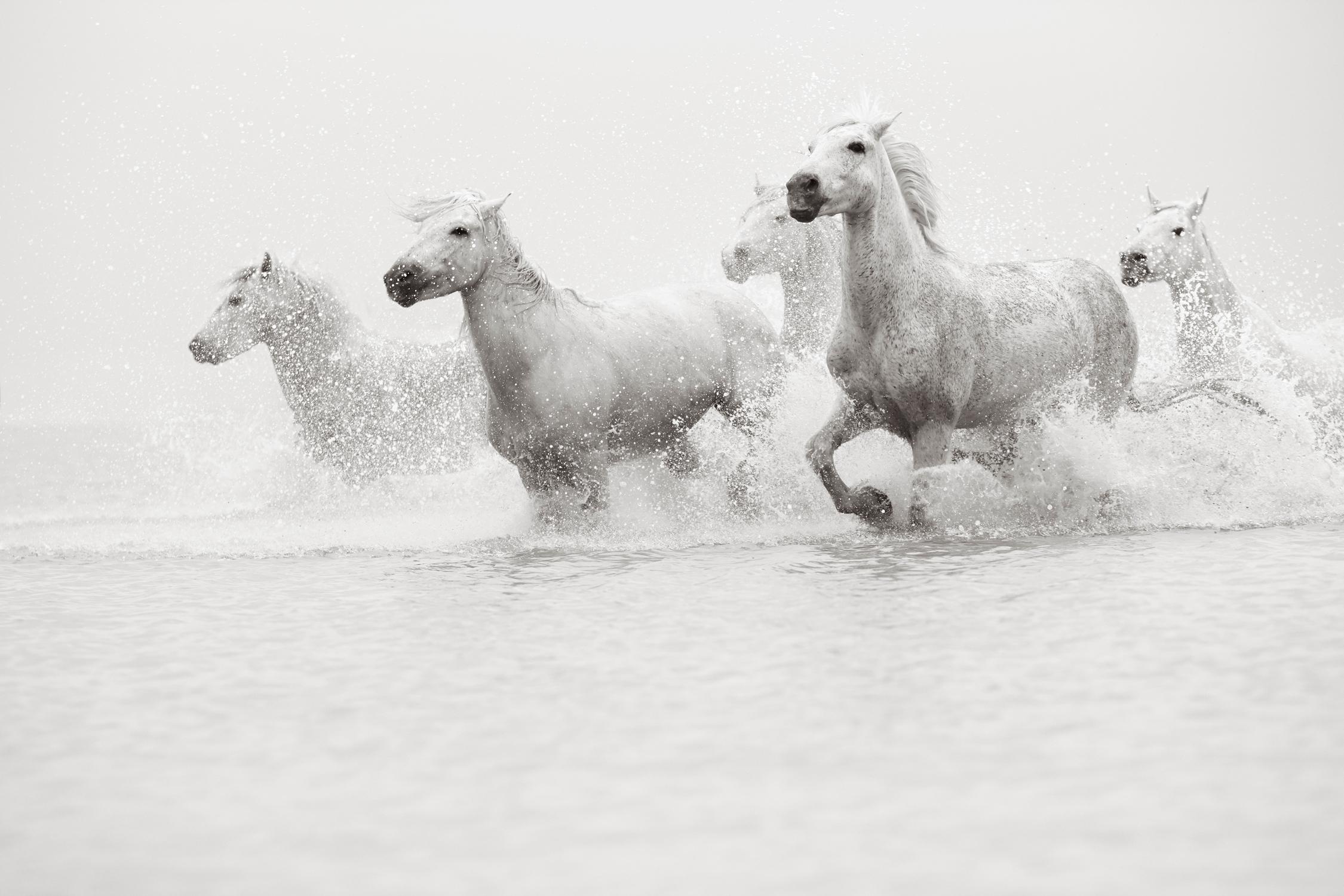 Cheval blanc nageant dans un portrait de profil pris sous l'eau - Photograph de Drew Doggett
