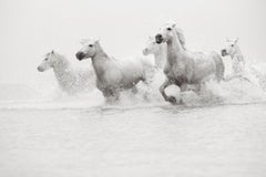 Caballo blanco nadando en un retrato de perfil tomado bajo el agua