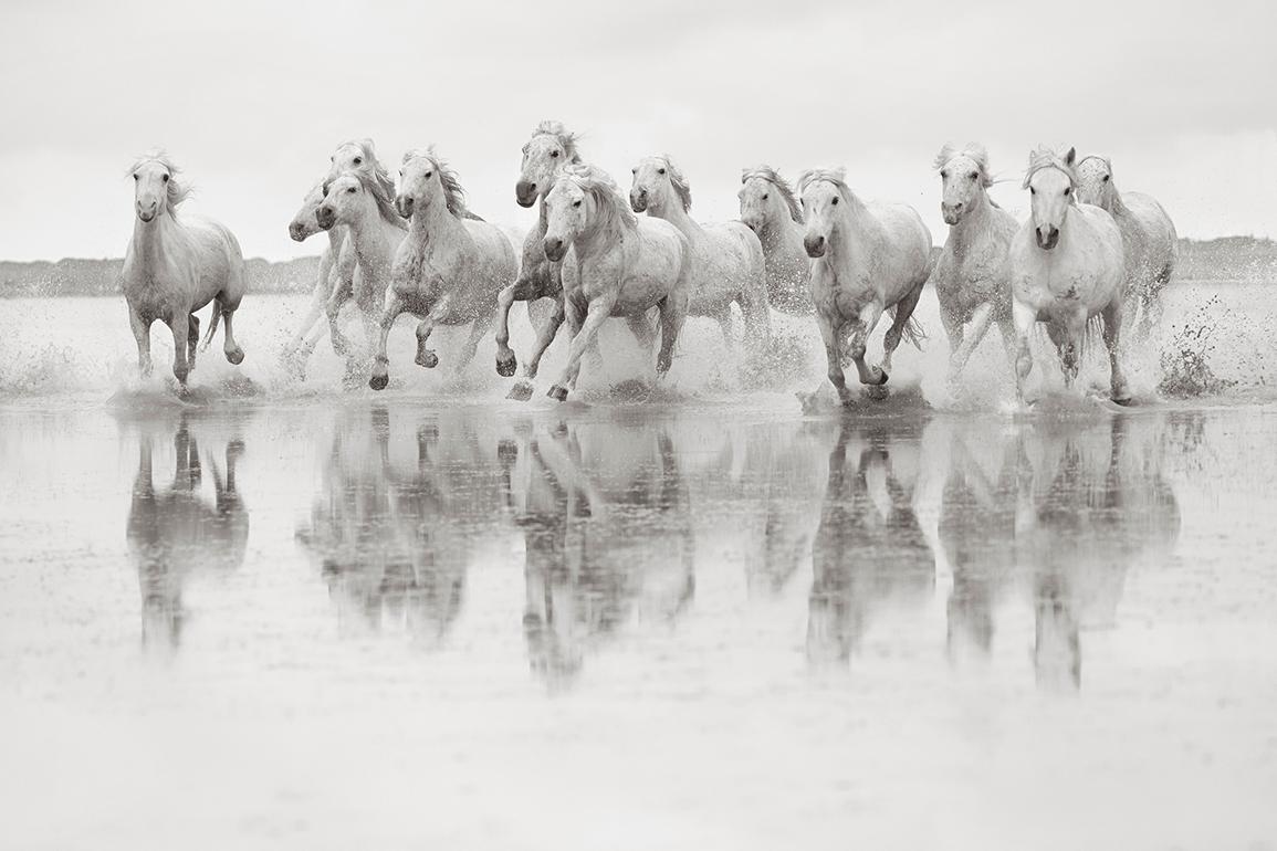 Landscape Photograph Drew Doggett - Chevaux blancs dans le sud de la France, Photographie en noir et blanc, Horizontal