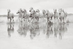 Chevaux blancs dans le sud de la France, Photographie en noir et blanc, Horizontal