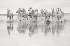 White Horses in the South of France, Black and White Photography, Horizontal