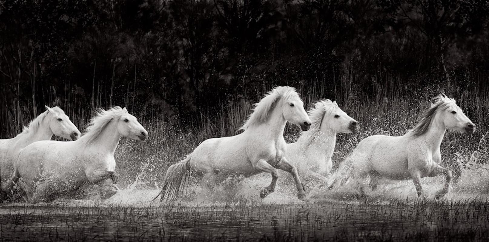 Black and White Photograph di Drew Doggett - Cavalli bianchi corrono insieme nell'acqua della Camargue nel sud della Francia