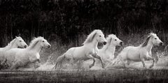 Des chevaux blancs parcourent ensemble l'eau de Camargue, dans le sud de la France