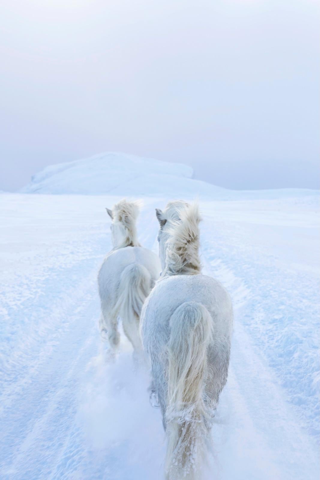White horses running along a path in a snow-covered tundra in this surreal photo