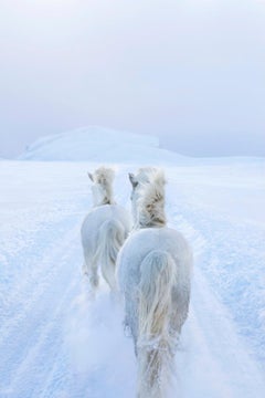 White horses running along a path in a snow-covered tundra in this surreal photo