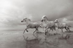 Weiße Pferde, die durch das Wasser laufen, minimalistisch, ätherisch, am besten verkauft