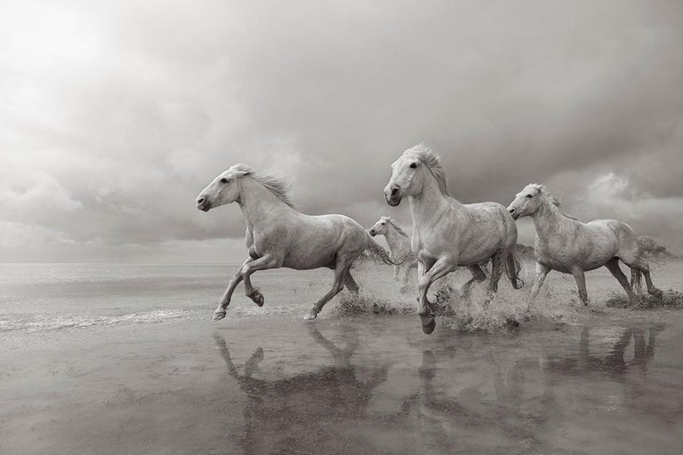 white running horses wallpaper