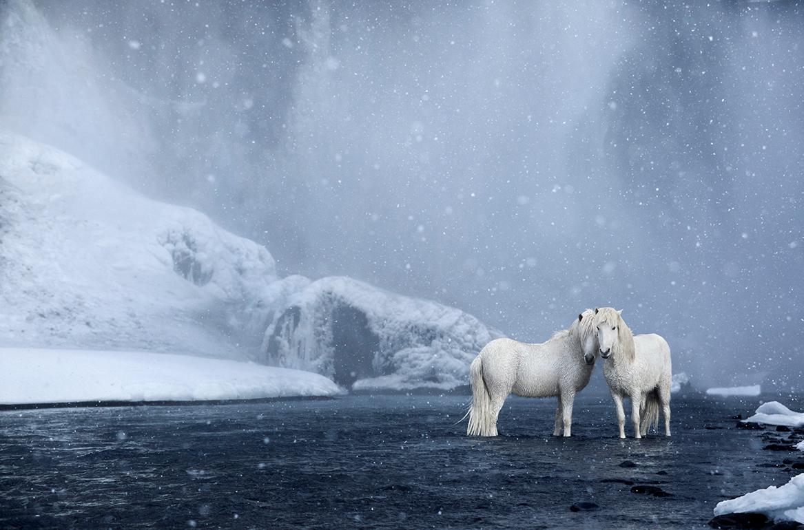 Drew Doggett Color Photograph – Weiße Pferde, die unter einem Wasserfall stehen, Farbfotografie, Horizontal