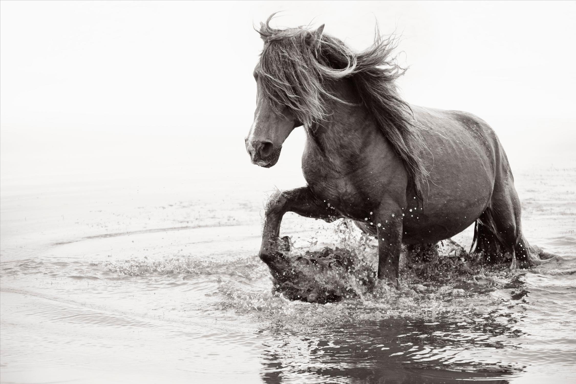 Drew Doggett Portrait Photograph - Wild Horse Walking Through Water with Mane Blowing in Wind, Best-Selling Print 