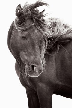 Wildes Pferd mit mundgeblasenem Wind, Mode, minimalistisch, Bestseller