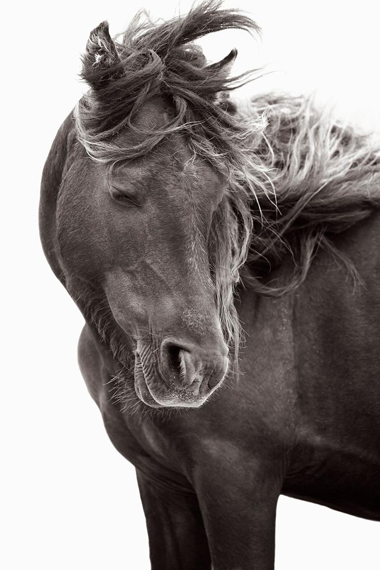 Drew Doggett Black and White Photograph – Wildes Pferd mit mundgeblasenem Wind, Mode, minimalistisch, Bestseller