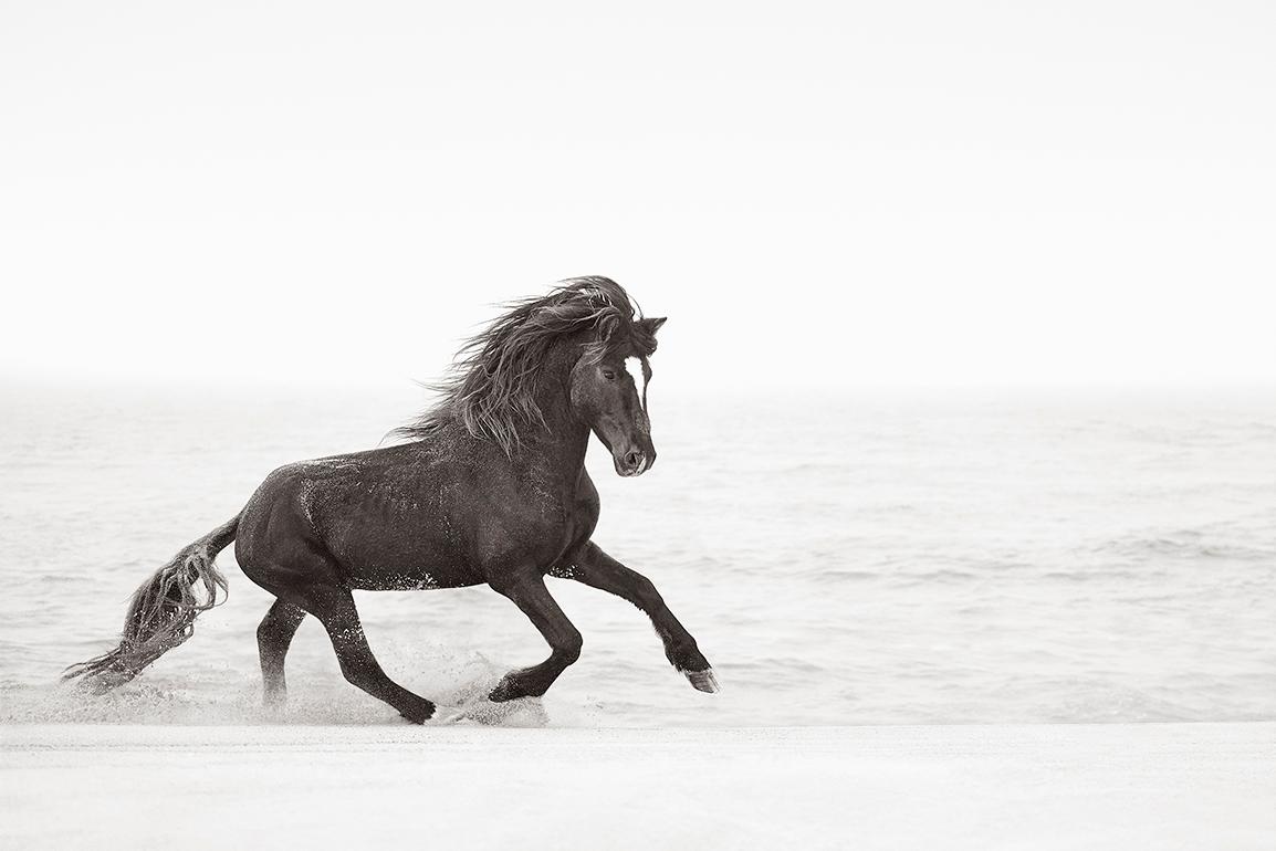 Drew Doggett Black and White Photograph – Wildschwanz-Inselpferd, Reiter, horizontal, zeitgenössisch