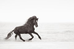 Used Wild Sable Island Horse, Equestrian, Horizontal, Contemporary