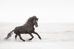 Wild Sable Island Horse, Equestrian, Horizontal, Contemporary