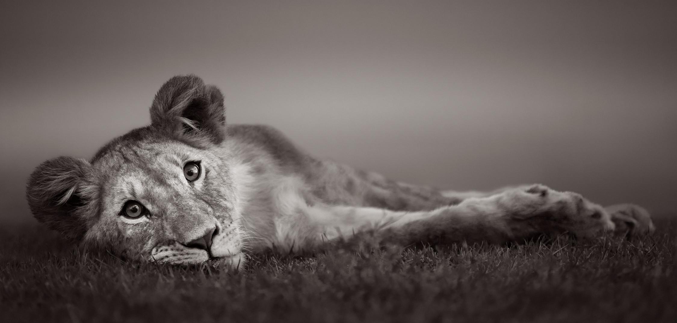Drew Doggett Black and White Photograph – Young Lion Cub Relaxing in the Grass, Schwarz-Weiß, Kenia