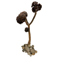 Dried Tree Lotus Flower
