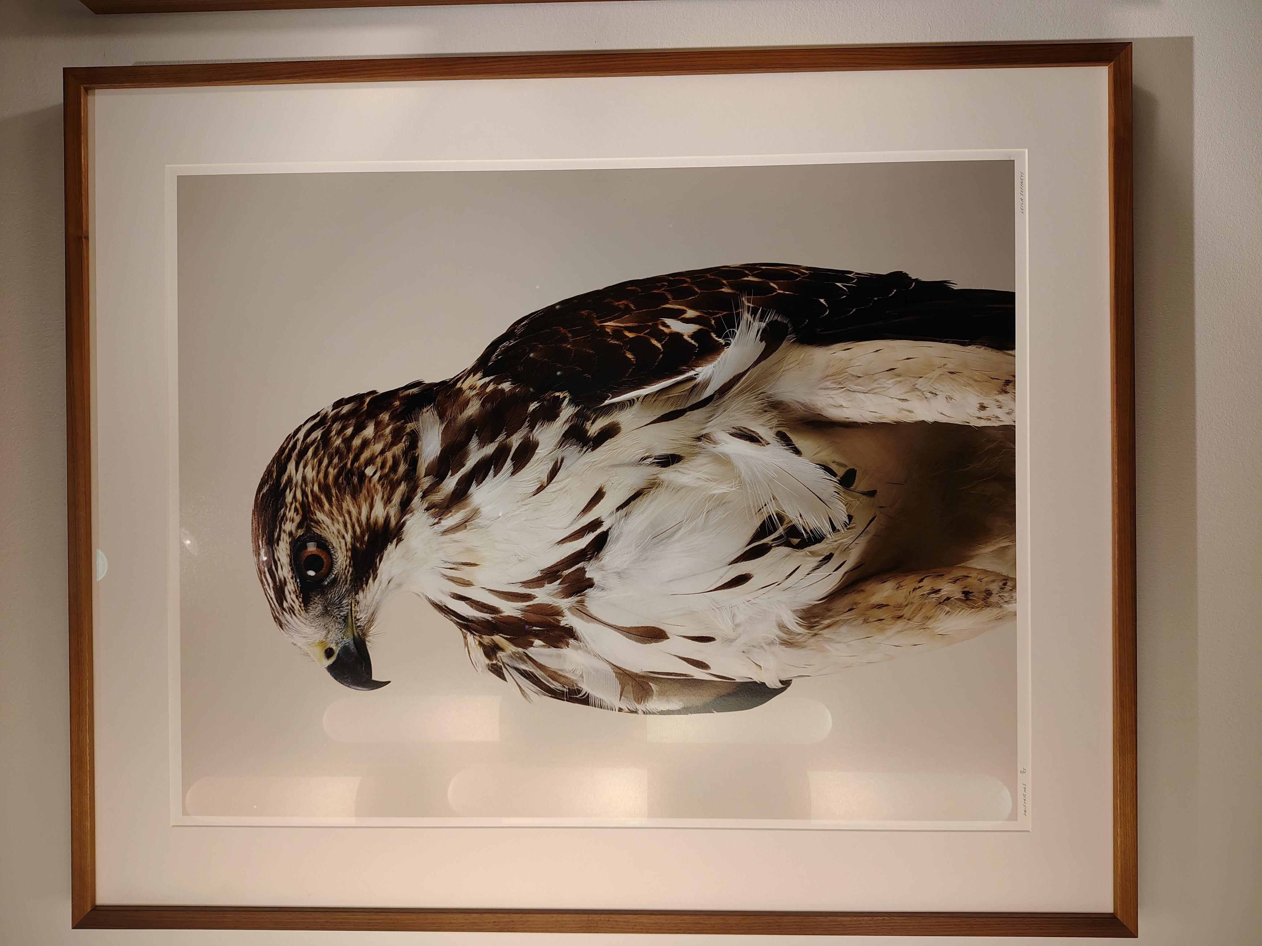 Leila Jeffreys is a contemporary artist working across photography, moving image and installation. She is best known for images of birds, photographed at human scale, that explore and subvert the conventions of portraiture.
Edition 25 + 2APs