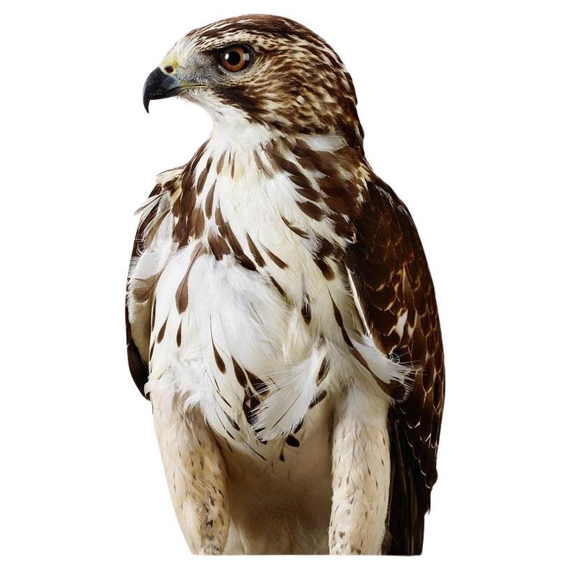 Drifter No. 1  Broad-Winged Hawk by  Leila Jeffreys Framed Print