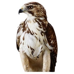 Drifter No. 1  Broad-Winged Hawk by  Leila Jeffreys Framed Print