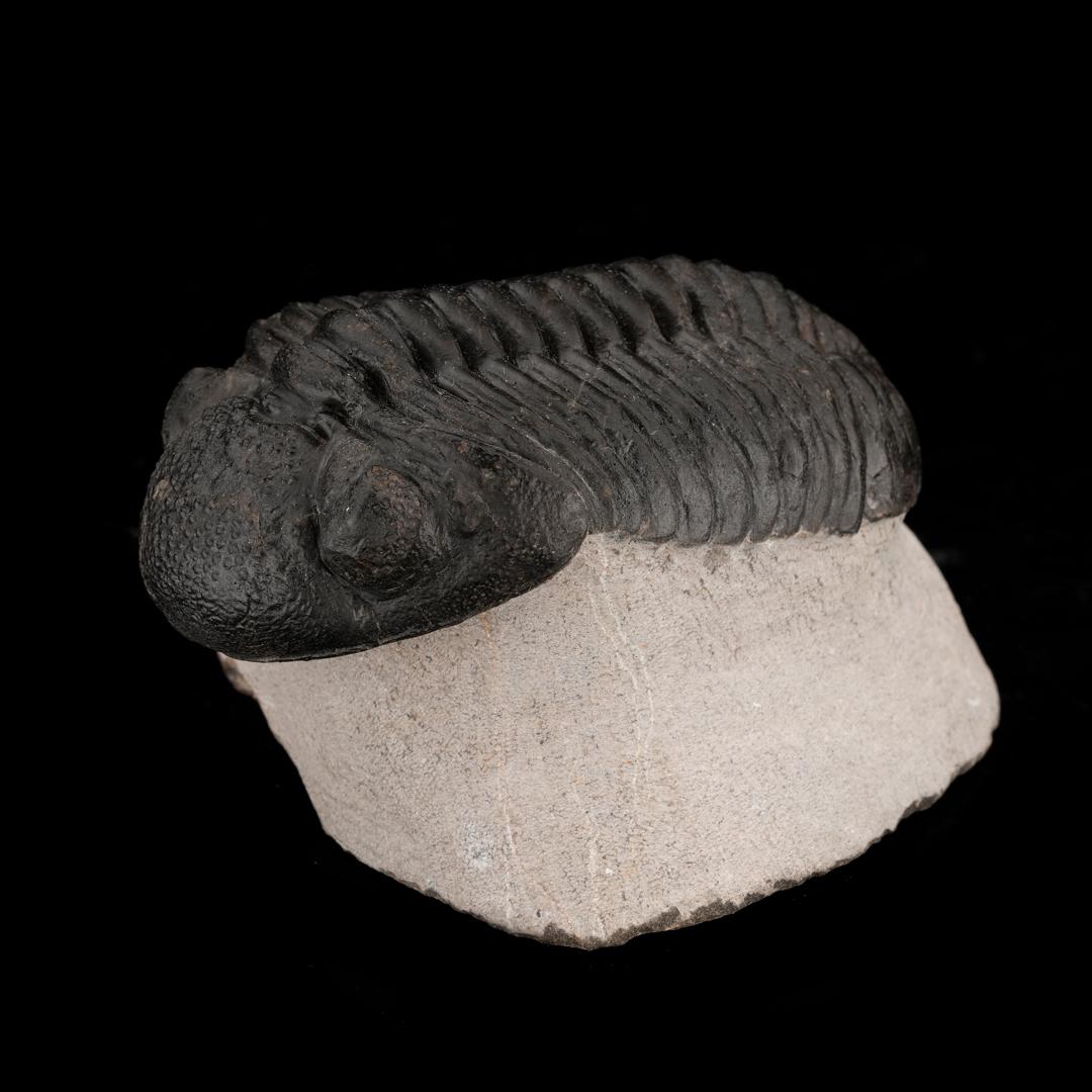 This 100% complete trilobite fossil of the species drotops megalomanicus on its natural limestone matrix is estimated to date back 400 million years to the Devonian period. Out of Morocco, this specimen features intricate details of the hardy marine