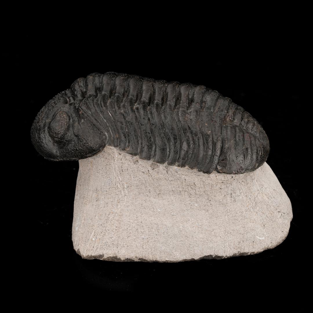 Moroccan Drotops Megalomaniacus Trilobite Fossil From Morocco // 264 Grams For Sale